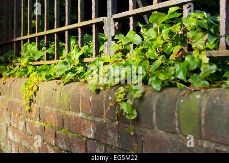 Une clôture de fer en haut d'un mur couvert de lierre. Banque D'Images