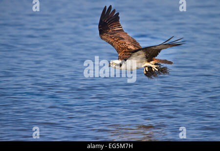 Balbuzard pêcheur (Pandion haliaetus) survolant le golfe du Mexique avec serres remplies de matériel de nidification Banque D'Images