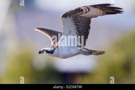 Balbuzard pêcheur (Pandion haliaetus) planeur sur le golfe du Mexique à Cedar Key en Floride Banque D'Images