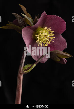 Helleborus x hybridus violet sur fond noir Banque D'Images