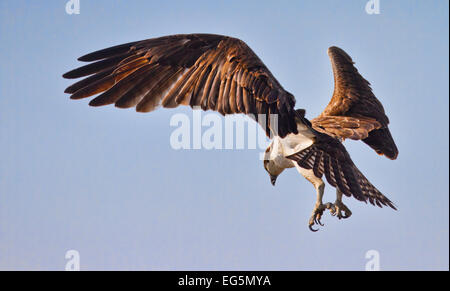 Osprey planant au-dessus de l'eau sur le point de passer pour un poisson Banque D'Images