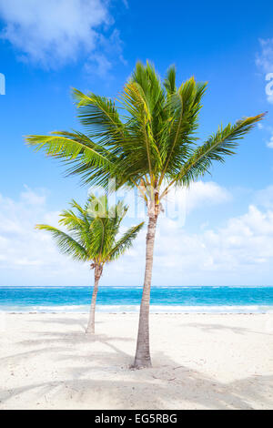 Deux palmiers poussent sur une plage de sable vide. Côte de l'océan Atlantique, la République Dominicaine Banque D'Images