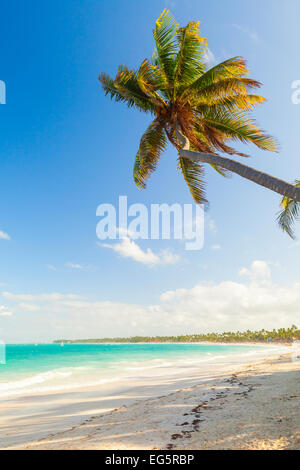 Vide palmier sur une plage de sable. Côte de l'océan Atlantique, la République Dominicaine Banque D'Images