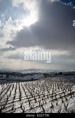 8/2/15 Les vignobles de La Rioja, près de Samaniego, Alava, Pays Basque, Espagne. Photo de James Sturcke. Banque D'Images