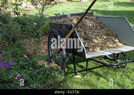 Paillis de feuilles dans un panier de jardin jardin de terreautage Banque D'Images