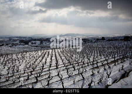 8/2/15 Les vignobles de La Rioja, près de Samaniego, Alava, Pays Basque, Espagne. Photo de James Sturcke. Banque D'Images