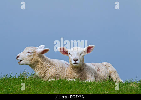 Le mouton domestique (Ovis aries), deux agneaux blanc couché dans la prairie au printemps Banque D'Images