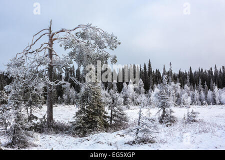 Arbres dans un bourbier en parc national Syöte Banque D'Images