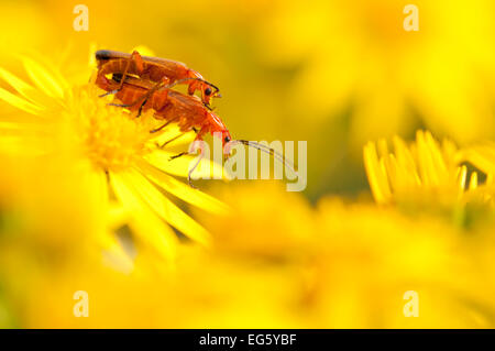 Paire de soldat d'accouplement (Rhagonycha fulva) coléoptères sur le séneçon jacobée (Senecio jacobaea), Arne réserve RSPB, Dorset, Angleterre, Royaume-Uni, Banque D'Images