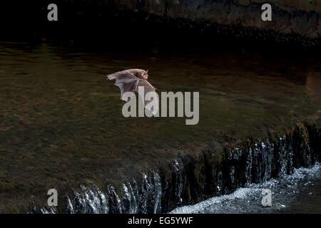 Daubenton adultes (Myotis daubentoni') survolant un déversoir, Angleterre, Royaume-Uni, septembre. VISION 2020 Exposition. Le saviez-vous ? Cette espèce est connue sous le nom de 'l'eau bat', et capture les insectes de la surface de l'eau à l'aide de sa queue et les pieds palmés comme un filet de pêche. Banque D'Images