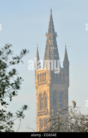 Héron cendré (Ardea cinerea) se percher dans un arbre avec l'Université de Glasgow tour derrière. Glasgow, en Écosse, décembre. Banque D'Images