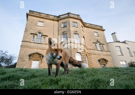 Les jeunes red fox (Vulpes vulpes) en parc urbain, Bristol, UK, janvier. Le saviez-vous ? Les renards dans la nature ont généralement très peu de vie, avec la plupart de l'ordre de 2 ans. Banque D'Images