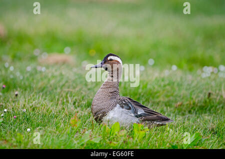 Sarcelle d'été (Anas querquedula) Drake, appelant le CLAJ, Norfolk, UK, Mai Banque D'Images