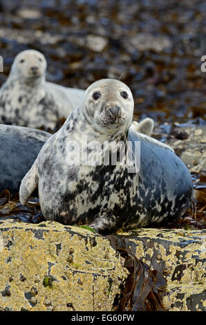 Phoque gris (Halichoerus grypus) sur les roches, à la mi-mue. Iles Farne, Northumberland, juillet. Banque D'Images
