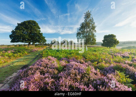 Vue sur la nouvelle forêt des Landes Ling (Calluna vulgaris) et la bruyère cendrée (Erica cinerea). Fritham Cross, parc national New Forest, Hampshire, Angleterre, Royaume-Uni, août. Banque D'Images