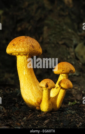 *Rustgill junonius spectaculaire (champignons). Ebernoe commun, West Sussex, Angleterre, Royaume-Uni, octobre. Banque D'Images