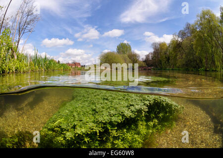 Duplex vue de la rivière Itchen, avec des plantes aquatiques : Blunt-eau fruitée-starwort Callitriche obtusangula (). Stoke Itchen Moulin est visible sur la gauche. Ovington, Hampshire, Angleterre, peut. Banque D'Images