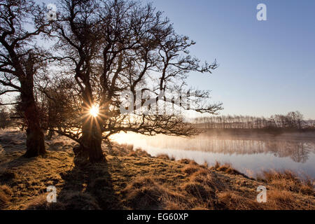 Rivière Spey au printemps, lever de soleil derrière trres, Parc National de Cairngorms, en Écosse, en mars 2012. Banque D'Images