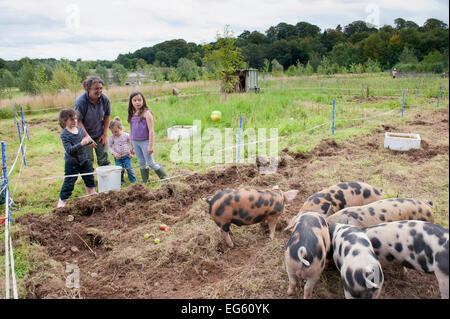 Femme et trois enfants regarder les porcs domestiques se nourrissent de pommes d'aubaine, vieux vélo Community Farm, North Yorkshire, Angleterre, Royaume-Uni, août 2011. Banque D'Images