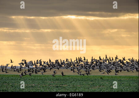 La Bernache cravant à ventre sombre (Branta bernicla) prendre son envol à partir de la zone de pâturage, Wallasea Island, Essex, Angleterre, Royaume-Uni, février. Banque D'Images