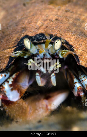 L'ermite commun (Pagurus bernhardus), le Loch Leven, North Ballachulish, Ecosse, UK, avril Banque D'Images