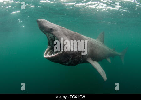 Requin pèlerin (Cetorhinus maximus) se nourrir près de la surface de plancton, Cairns, de Coll, Hébrides intérieures, Écosse, Royaume-Uni, juin Banque D'Images