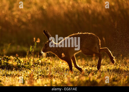 Lièvre d'Europe (Lepus europaeus) qui se profile à l'aube. Pays de Galles, Royaume-Uni, août. Le saviez-vous ? Contrairement aux lapins, lièvres ne pas creuser warrens, juste une légère dépression appelée d'un formulaire. Banque D'Images