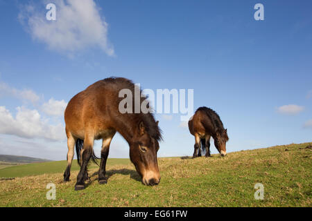 Poneys Exmoor (Equus caballus) le pâturage de Seven Sisters Country Park, South Downs, Angleterre, novembre. Le saviez-vous ? Certaines personnes croient que les poneys Exmoor sont liés à l'maintenant disparues ou cheval Tarpan cheval sauvage eurasien Banque D'Images