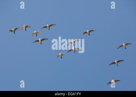 Troupeau de maubèche (Calidris canuta) en vol. L'estuaire de lavage, Norfolk, en octobre. Banque D'Images