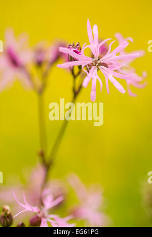 Ragged robin {Silene flos-cuculi} Devon, Royaume-Uni, juin. Banque D'Images