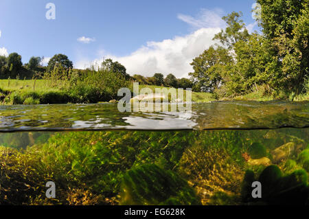 Split-level sur la rivière Leith, montrant l'eau-crowfoot (Ranunculus fluitans subsp. penicillatus) croissant sous l'eau, Cumbria, Angleterre, Royaume-Uni, septembre. Le saviez-vous ? Cumbria est l'une des moins peuplées en densly comtés Grande-bretagne avec seulement 190 personnes par kilomètre carré. Banque D'Images