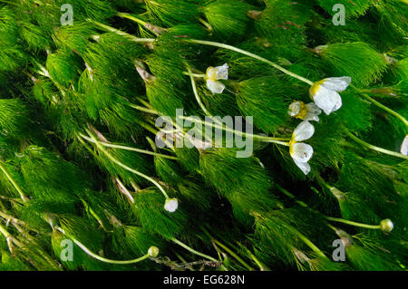 L'eau-crowfoot (Ranunculus fluitans subsp. penicillatus) sous-marine à fleurs, Cumbria, Angleterre, Royaume-Uni, septembre. Le saviez-vous ? Le nom latin de ce genre 'Ranunculus' vient du latin pour "litte' grenouille Banque D'Images