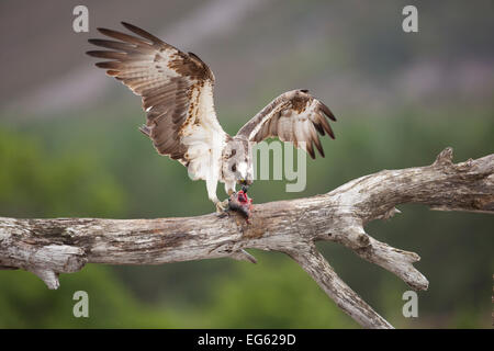 Balbuzard pêcheur (Pandion haliaetus) manger des poissons proies, le Parc National de Cairngorms, en Écosse, au Royaume-Uni, en juillet. Banque D'Images