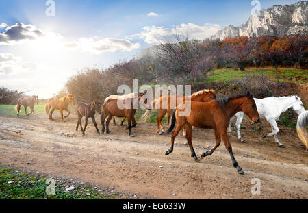 Troupeau de chevaux qui courent sur la route dans les montagnes Banque D'Images