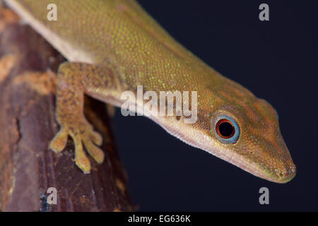 Zanzibar jour / gecko Phelsuma dubia Banque D'Images