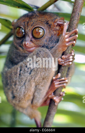 Tarsier. Tarsius Syrichta. Bohol. Las des Visayas. Aux Philippines. Les Tarsiers sont haplorrhine primates de la famille Tarsiidae, qui est Banque D'Images