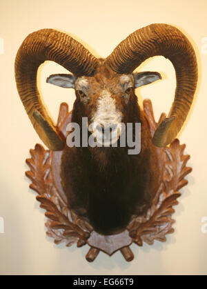 Photo Gros plan du crâne de mouflon hanging on wall Banque D'Images