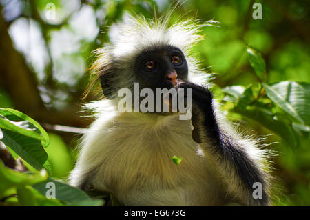 Zanzibar colobus rouge près de Parc National de Jozani et de la baie Banque D'Images