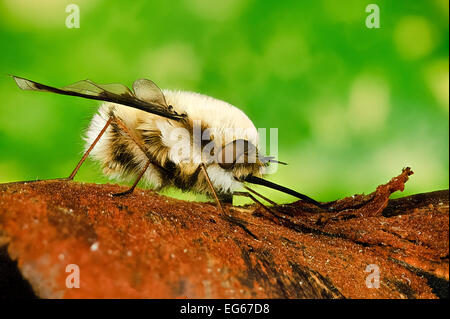 L'accent d'une grande image empilées bee fly Bombylius major tous les insectes de au point est Banque D'Images