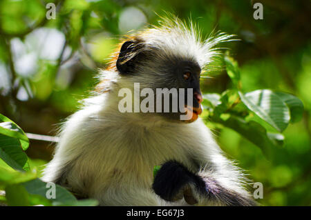 Zanzibar colobus rouge près de Parc National de Jozani et de la baie Banque D'Images