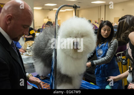 New York, NY, USA. 16 Février, 2015. Ancien chien de berger anglais Swagger se touche finale par groomers avant son entrée dans le groupe d'élevage compétition à la Westminster Kennel Club Dog Show. Swagger, enregistré comme l'Épouvantail photo parfait, a pris la première place dans le groupe. Credit : Ed Lefkowicz/Alamy Live News Banque D'Images