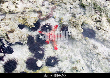 Red-étoile bulbés repéré dans Zanzibar Banque D'Images