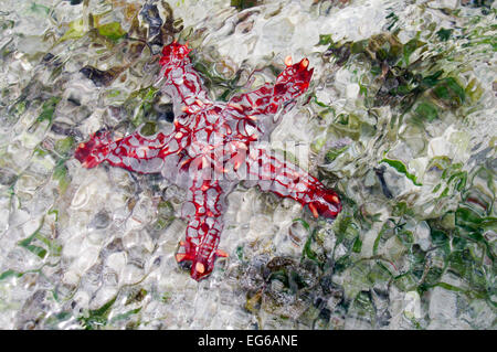 Red-étoile bulbés repéré dans Zanzibar Banque D'Images