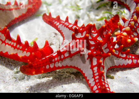 Red-étoile bulbés repéré dans Zanzibar Banque D'Images