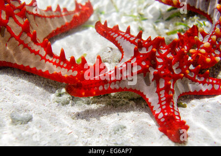 Red-étoile bulbés repéré dans Zanzibar Banque D'Images