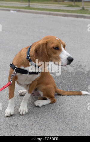 Un biscuit 8 mois chiot beagle brun et blanc à la recherche avec curiosité. Banque D'Images