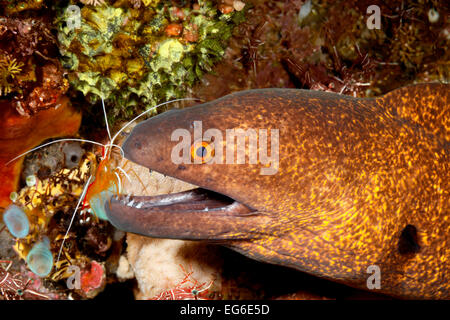 Ou Yellow-Margined Yellowmargin, Moray, Gymnothorax flavimarginatus, après avoir nettoyer les dents par Crevette Lysmata amboinensis nettoyant, Banque D'Images