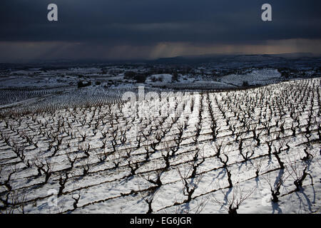 8/2/15 Les vignobles de La Rioja, près de Samaniego, Alava, Pays Basque, Espagne. Photo de James Sturcke. Banque D'Images