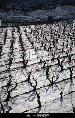 8/2/15 Les vignobles de La Rioja, près de Samaniego, Alava, Pays Basque, Espagne. Photo de James Sturcke. Banque D'Images