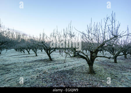 Tenterden Kent UK 17 février 2015 Kent UK news météo Tenterden. Frosty Icy et commencer la journée dans la campagne du Kent. Un ancien typique maison Oast est magnifique dans la lumière du soleil tôt le matin. Crédit : Gary Telford/Alamy live news Banque D'Images